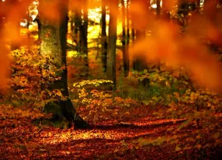 Herbstwald im Sonnenlicht